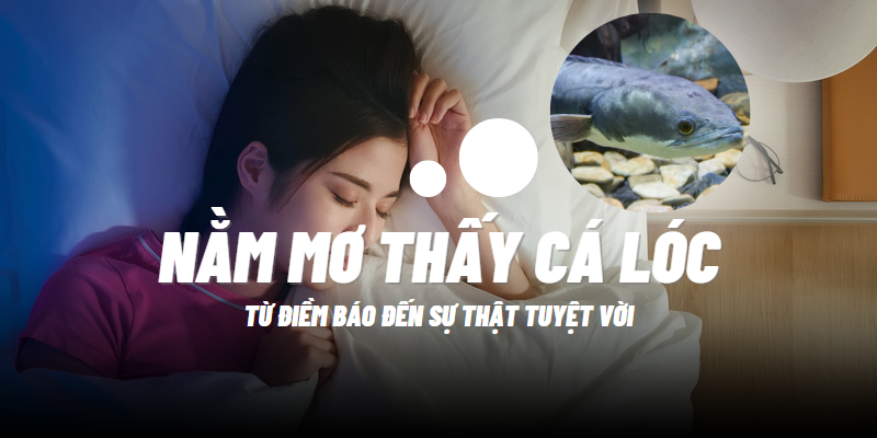 Nằm mơ thấy cá lóc Một dấu hiệu của điềm lành hay điềm xấu?