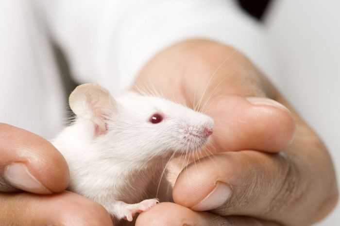 Nằm mơ thấy chuột Ý nghĩa và tác động tiêu cực hay tích cực?